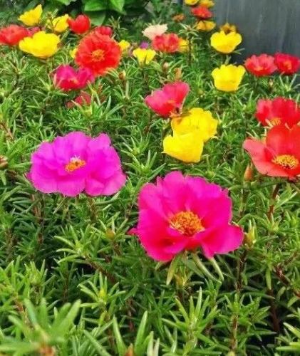 多肉植物繁殖方法 多肉植物繁殖方法