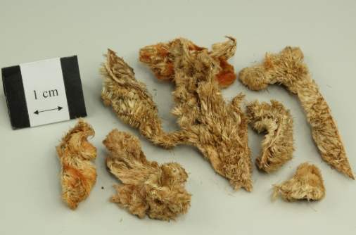 雞冠花養護技巧 雞冠花養護技巧