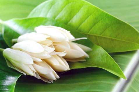 玉蘭花肥料比較