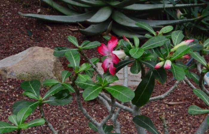 葉斑病症狀治療 葉斑病症狀治療