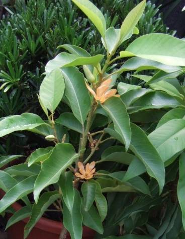 玉蘭花施肥方法