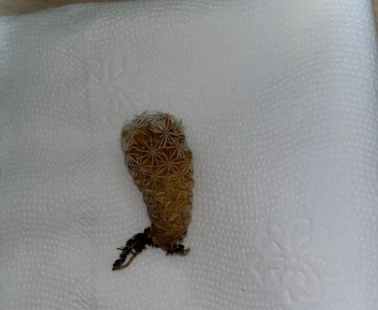 仙人掌養護技巧 仙人掌養護技巧