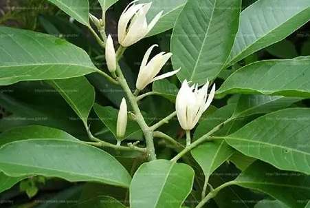 玉蘭花肥料推薦