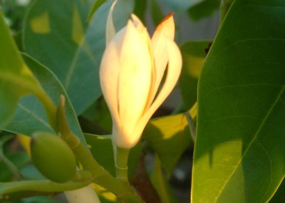 玉蘭花移植時機 玉蘭花移植時機