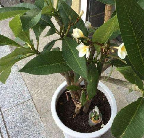 雞蛋花室內種植