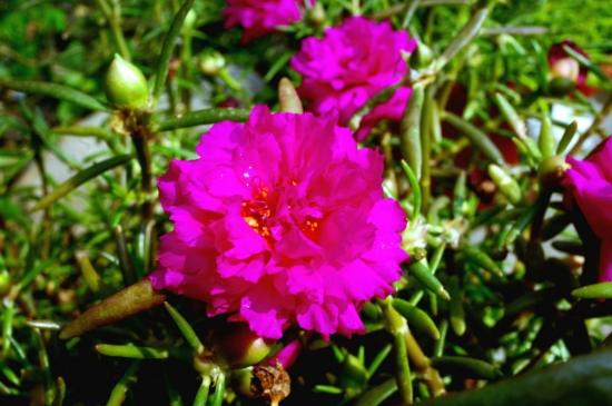 松葉牡丹過冬 松葉牡丹過冬