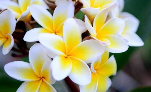 雞蛋花室內種植