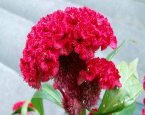 雞冠花養護技巧 雞冠花養護技巧