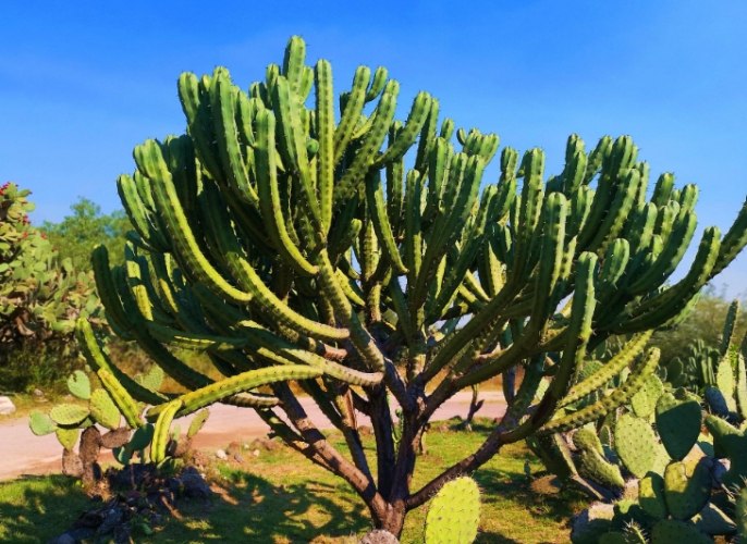 仙人掌爛莖預防