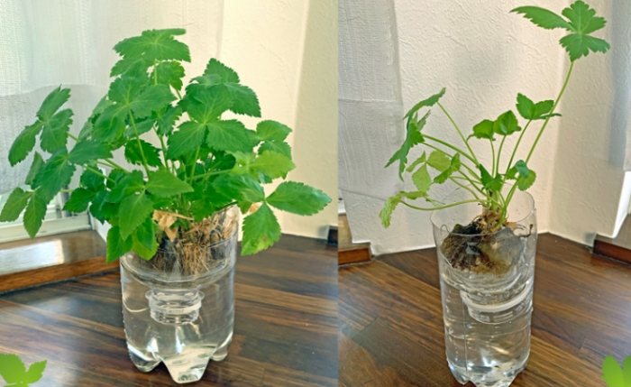 水耕松葉牡丹技巧