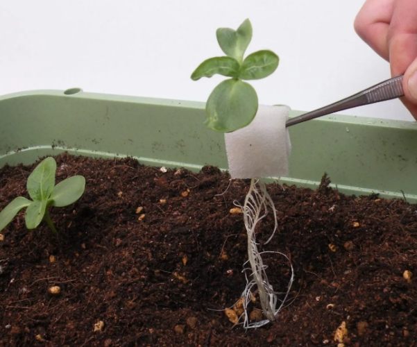 水耕栽培 水耕栽培