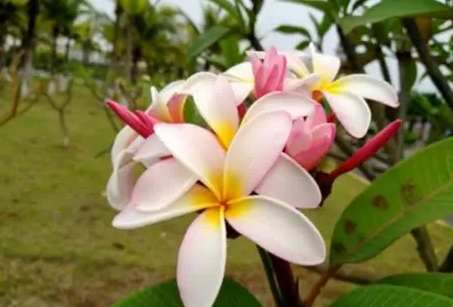 雞蛋花花期 雞蛋花花期