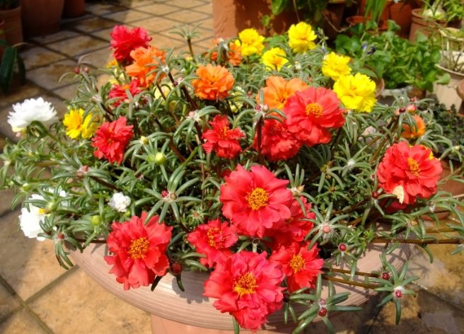 松葉牡丹種子種植方法 松葉牡丹種子種植方法