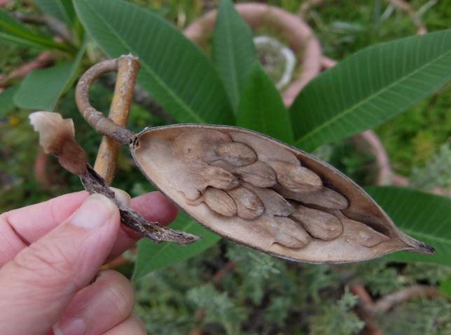 鸡蛋白花种植方法