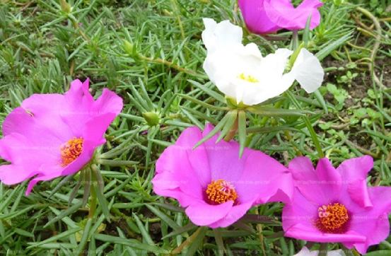 松葉牡丹冬季養護 松葉牡丹冬季養護