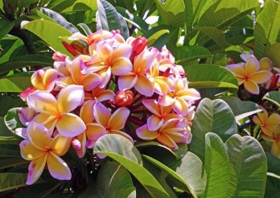 雞蛋花生長特性 雞蛋花生長特性