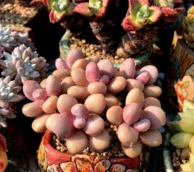 多肉植物換盆後照顧 多肉植物換盆後照顧