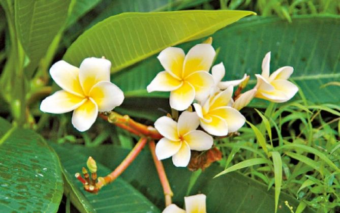 雞蛋花喬木品種 雞蛋花喬木品種