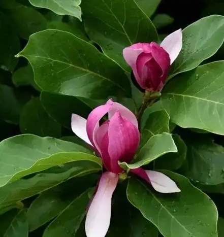 雞蛋花養護大小 雞蛋花養護大小