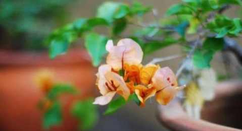 植物換盆技巧 植物換盆技巧