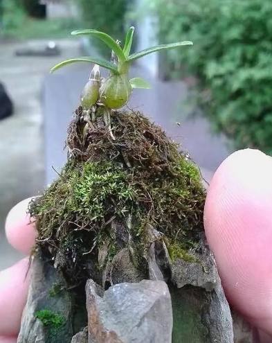 盆栽枯萎原因 盆栽枯萎原因