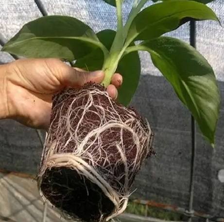 雞蛋花澆水頻率 雞蛋花澆水頻率