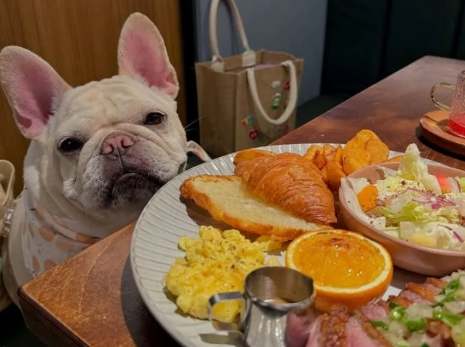 帶狗晚餐台南 帶狗晚餐台南