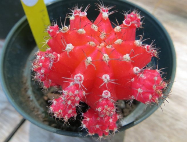 仙人掌果實營養