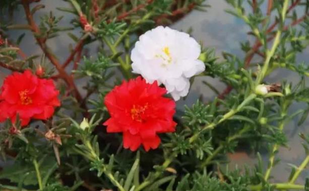 松葉牡丹開花時間