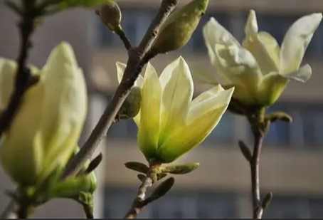 玉蘭花移植方法 玉蘭花移植方法