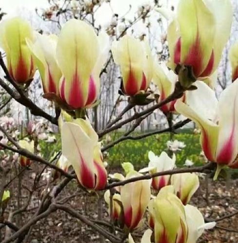 雞蛋花盆栽選擇 雞蛋花盆栽選擇