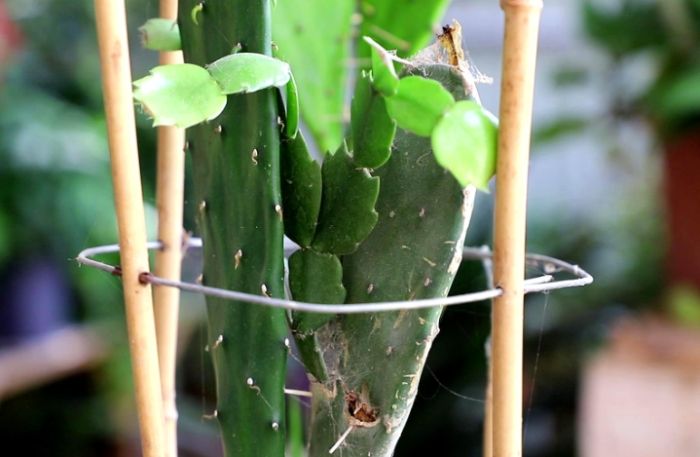 仙人掌根部腐爛