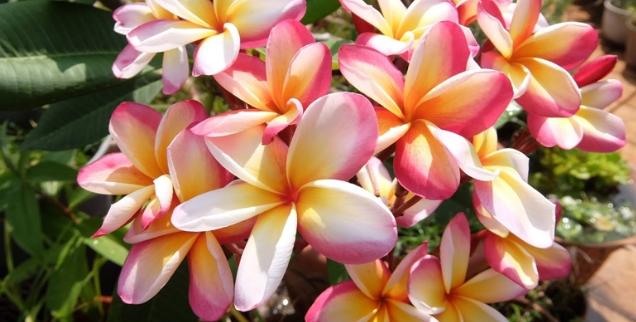 雞蛋花分枝方法 雞蛋花分枝方法