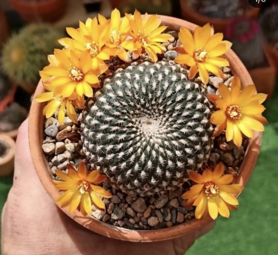 仙人掌根部腐爛