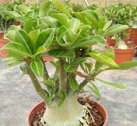 沙漠玫瑰過冬照顧