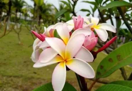 雞蛋花修剪時機 雞蛋花修剪時機