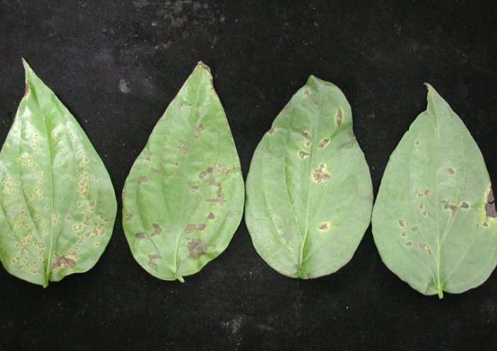 沙漠玫瑰病害防治 沙漠玫瑰病害防治