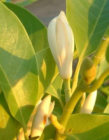 玉蘭花栽培技術