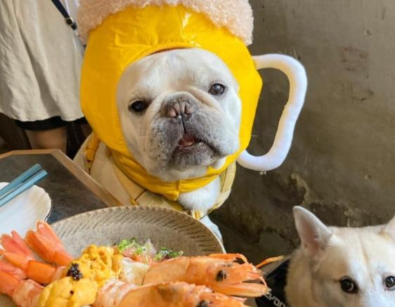 帶狗咖啡廳台南