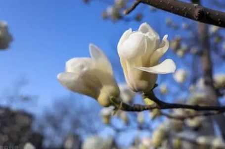 玉蘭花移植時機 玉蘭花移植時機