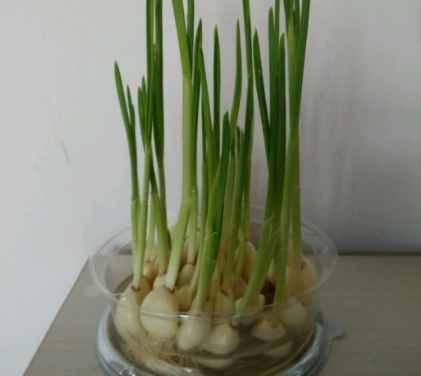 小蒜苗營養 小蒜苗營養