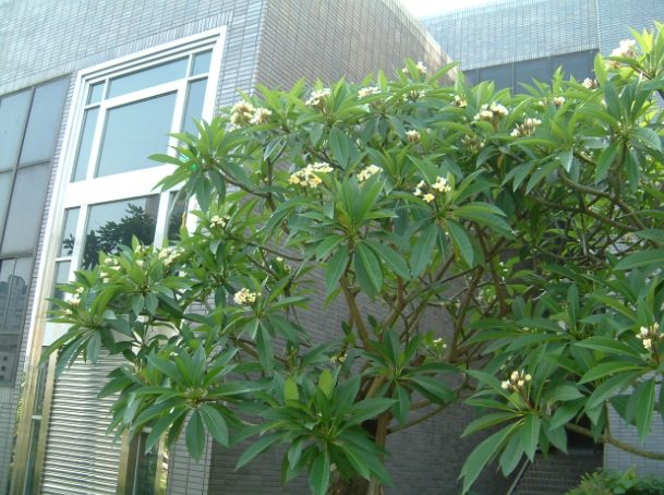 雞蛋花種植結果 雞蛋花種植結果