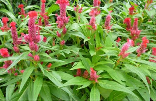 雞冠花種植方法 雞冠花種植方法