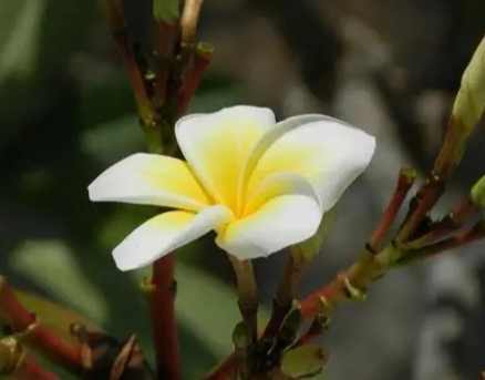 雞蛋花照顧 雞蛋花照顧