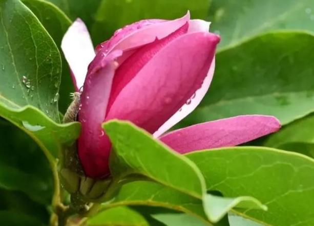 雞蛋花養護大小 雞蛋花養護大小