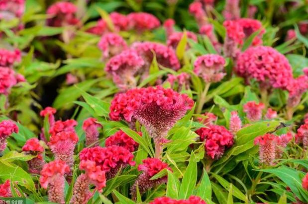 雞冠花栽培時間