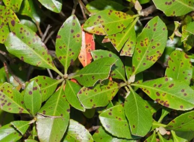 沙漠玫瑰病害防治 沙漠玫瑰病害防治