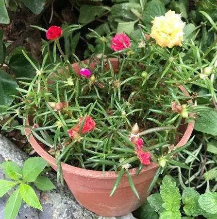 松葉牡丹種子發芽 松葉牡丹種子發芽