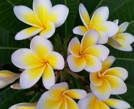 鸡蛋白花种植方法