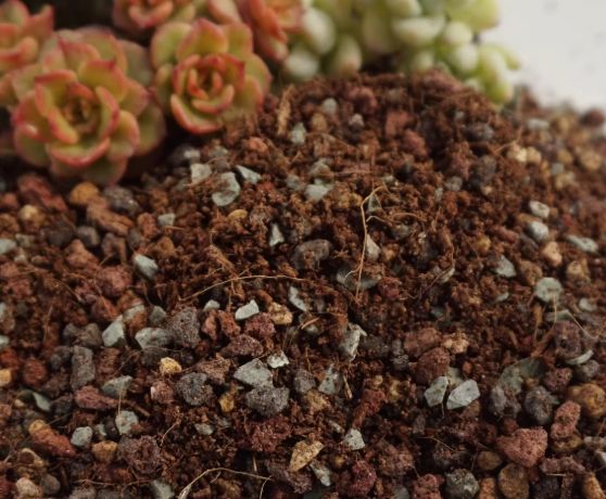 多肉植物土壤配方